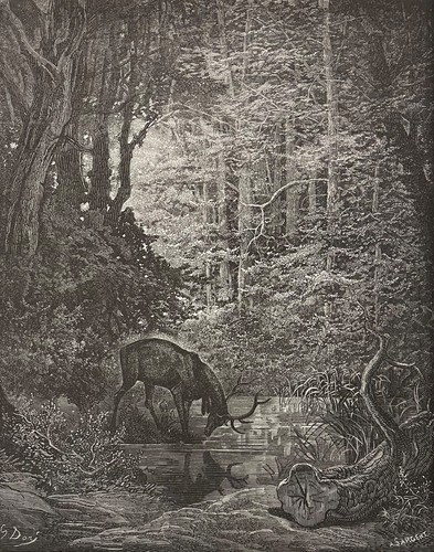 Cerf voyant dans - le, se