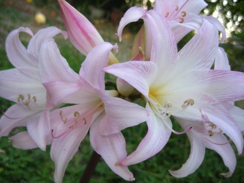 Pink naked lady - ,naked, amaryllis