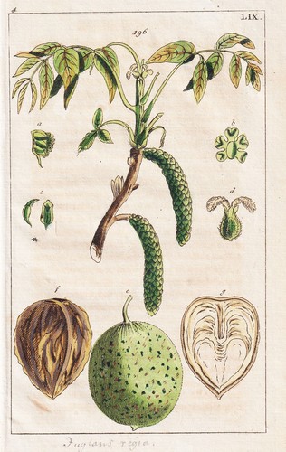 Noyer gravure - noyer, sur