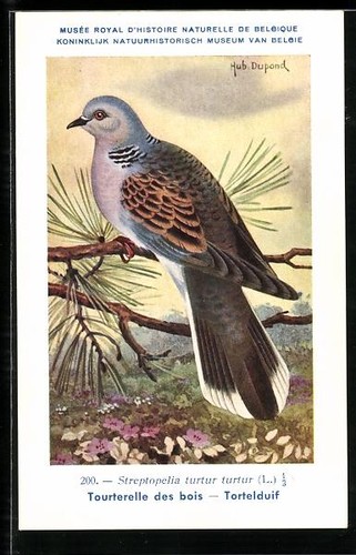 Carte postale artiste - postale, hubert