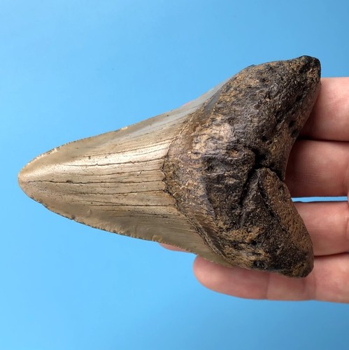Megalodon fossil shark tooth - megalodon,