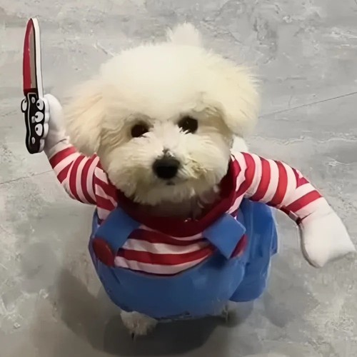 Costume chien halloween - costume,