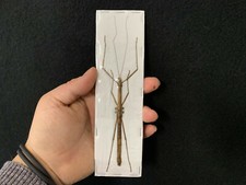 Lopaphus longicollis A1 spread out!! Phasm / Phasmidae Insect / Collection