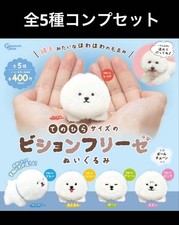 Palm-Sized Bichon Frize