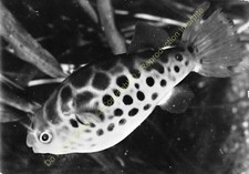 RPPC Photo Poisson Fish Fish TETRAODON FLUVIATILIS