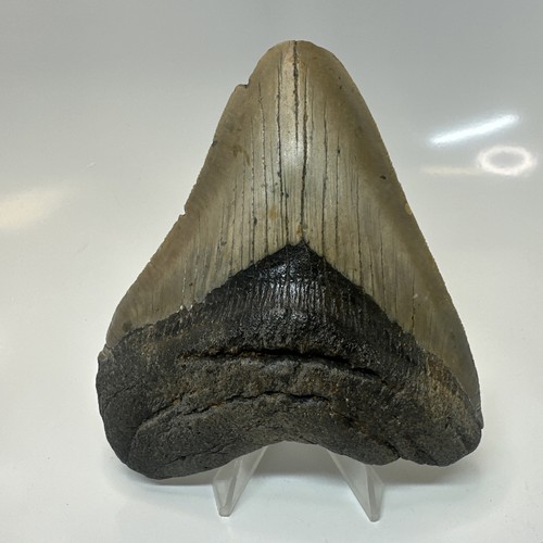 Megalodon shark tooth - megalodon,