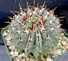 Parodia buiningii  exotic notocactus rare succulent plant cactus cacti 30 SEEDS