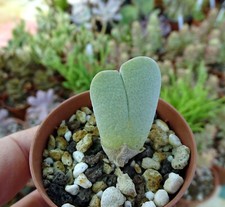 CHEIRIDOPSIS PILLANSII  plante