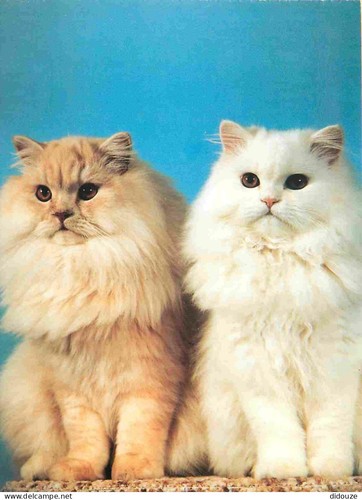 Carte postale animaux - -,