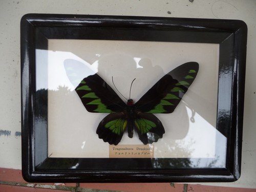 Cadre bois papillon - cadre,