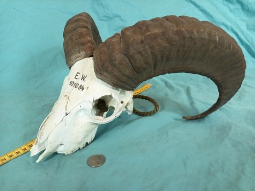 Mouflon mountain ram - mouflon, skull
