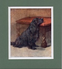 Maud Earl ~ Cocker Spaniel ~ Gundog Colour Print Genuine Vintage 1930