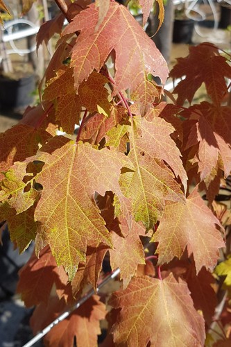 Acer freemanii armstrong - acer, /