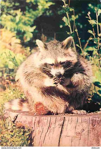 Postcard animals raccoon - postcard,