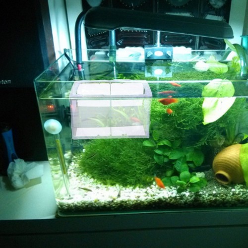 Couveuse pour aquarium boite - couveuse,