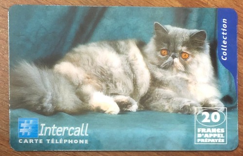 Chat persan cat - chat,