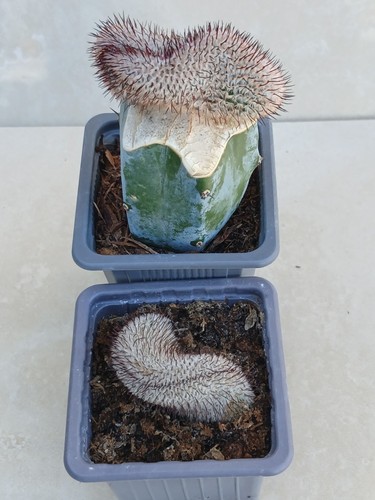 Mammillaria perezdelrosae - mammillaria,