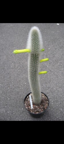 Cleiostocactus ritteri cactus