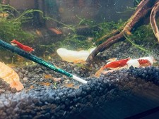 Crevettes Red Sakura / Red