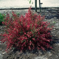 Genêt Boskoop Ruby POT 3L