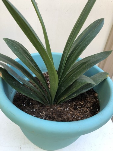 Clivia miniata flower - clivia,