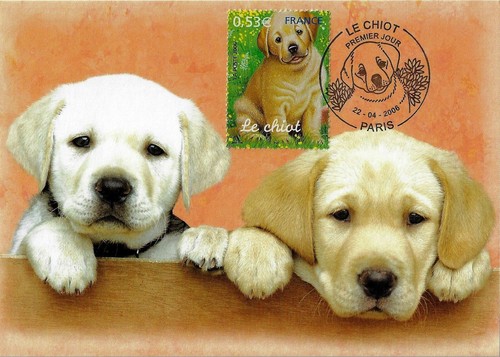 France 2006 le - france,, chiot