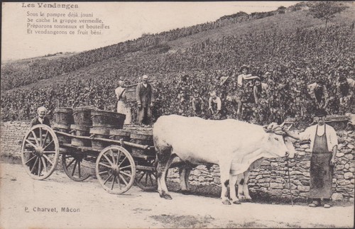 Cpa scene vendanges - scene, vendanges/