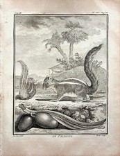 Ecureuil Le Palmiste - Gravure