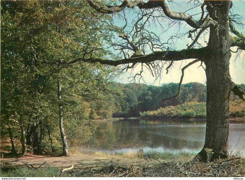 Carte postale forêt de - carte,