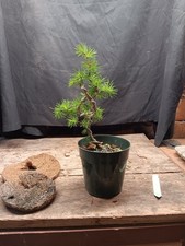Japanese Larch Larix