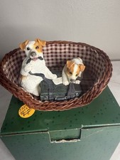 Jack Russel Terrier Pups