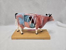 Aculpuncture Anatomical Animal Cow Model Cattle Anatomy Model for Acupuncture 