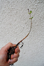 Arbuste 1 Plant de LILAS rose