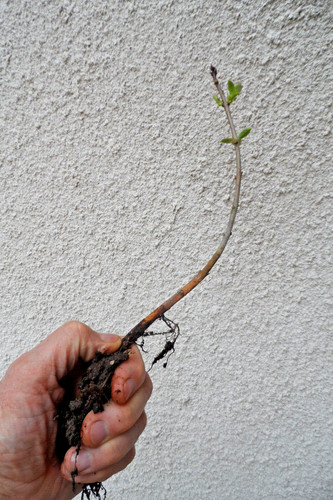 Arbuste plant lilas - 1,