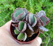 KALANCHOE HUMILIS  plante