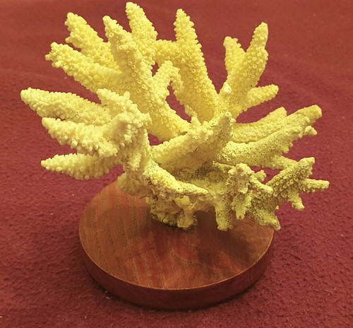 Veritable bloc corail - bloc,