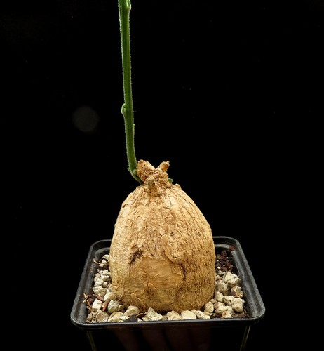 Odosicyos bosseri caudex de - odosicyos,