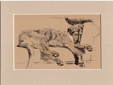 Cecil Aldin ~ Irish Wolfhound ~ Genuine Original  Print 1935