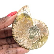 Ammonite Fossile Polie