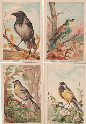 Lot cartes animaux - lot,