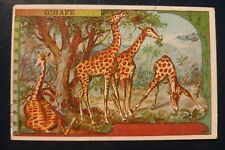 Chromo LIBRAIRIE EDUCATION NATIONALE - Giraffe Forest - École ANIMAUX France