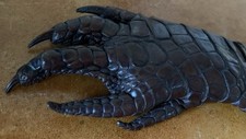 Patte de Crocodile naturalisée / Taxidermie