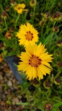 Coreopsis grandiflora