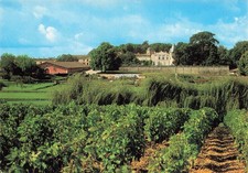 33 PAUILLAC CHÂTEAU LAFITE ROTHSCHILD