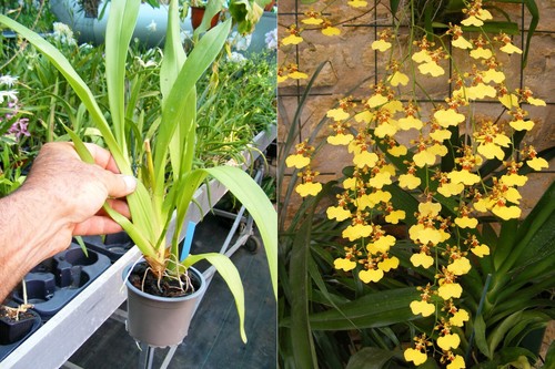 Oncidesa gower - (oncidium),
