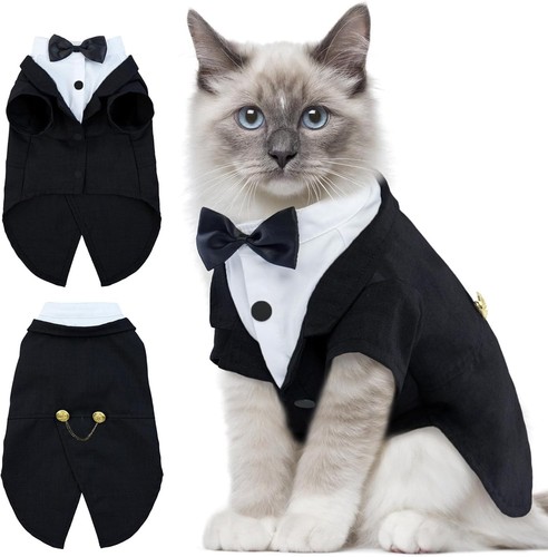 Cat tuxedo outfit - cat, sphynx