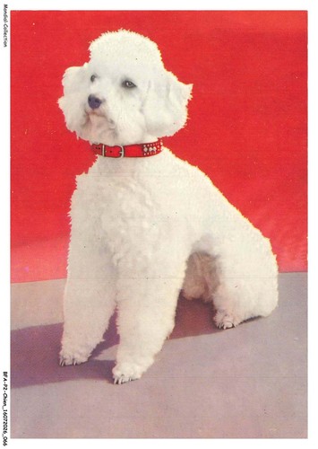Bfap2 0108 chien - bfap2-0108-chien, bichon