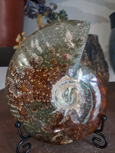 Fossile ammonite madagascar - ammonite, de