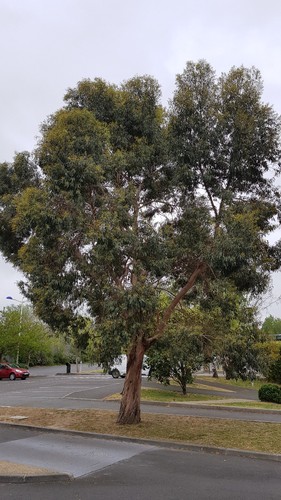 Eucalyptus gunnii gommier - eucalyptus,