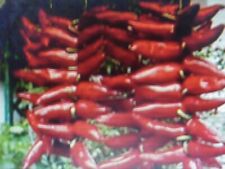 120 graines de piment GORRIA